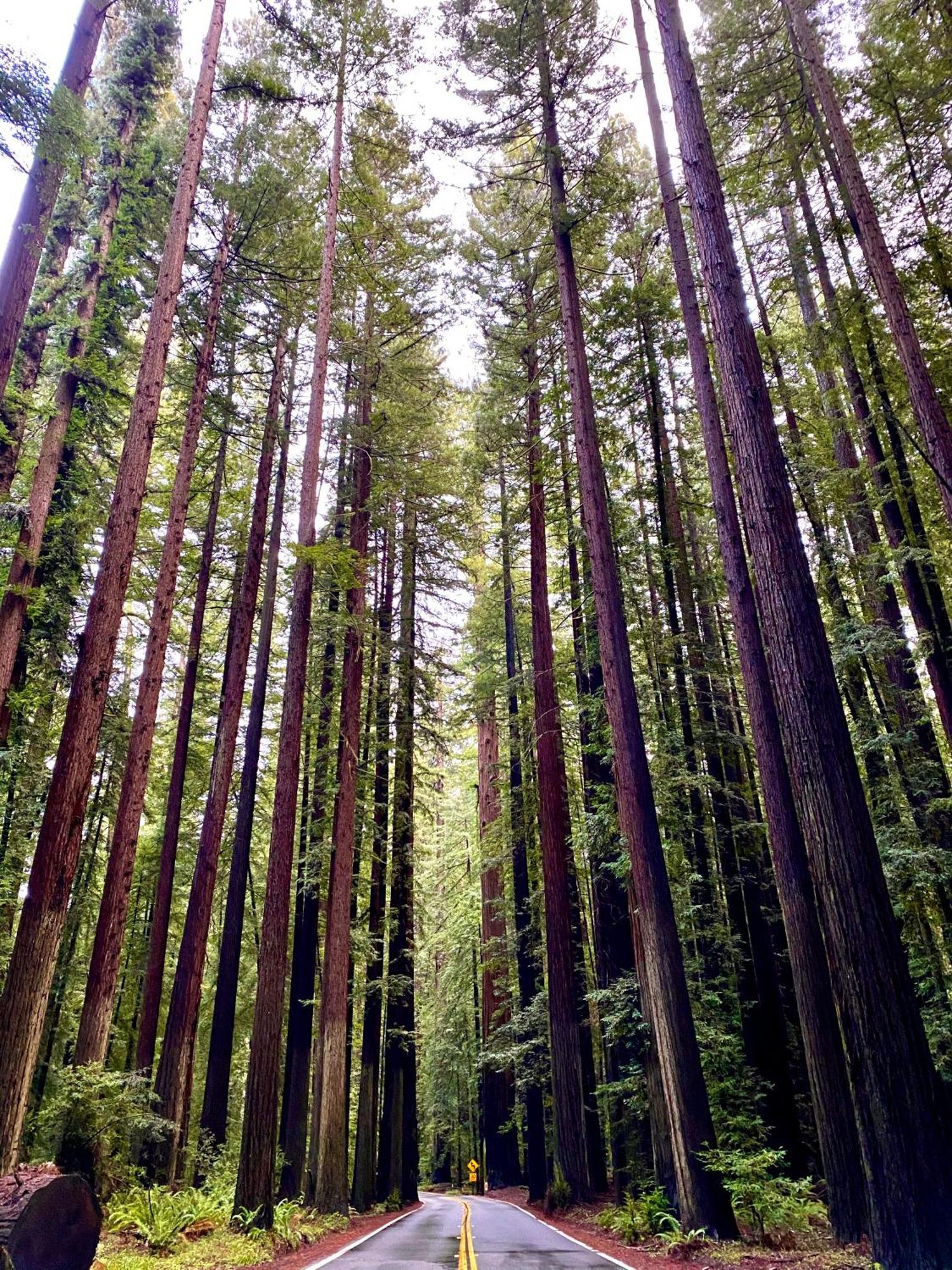 Avenue Of The Giants Caraway Cottage Miranda 外观 照片