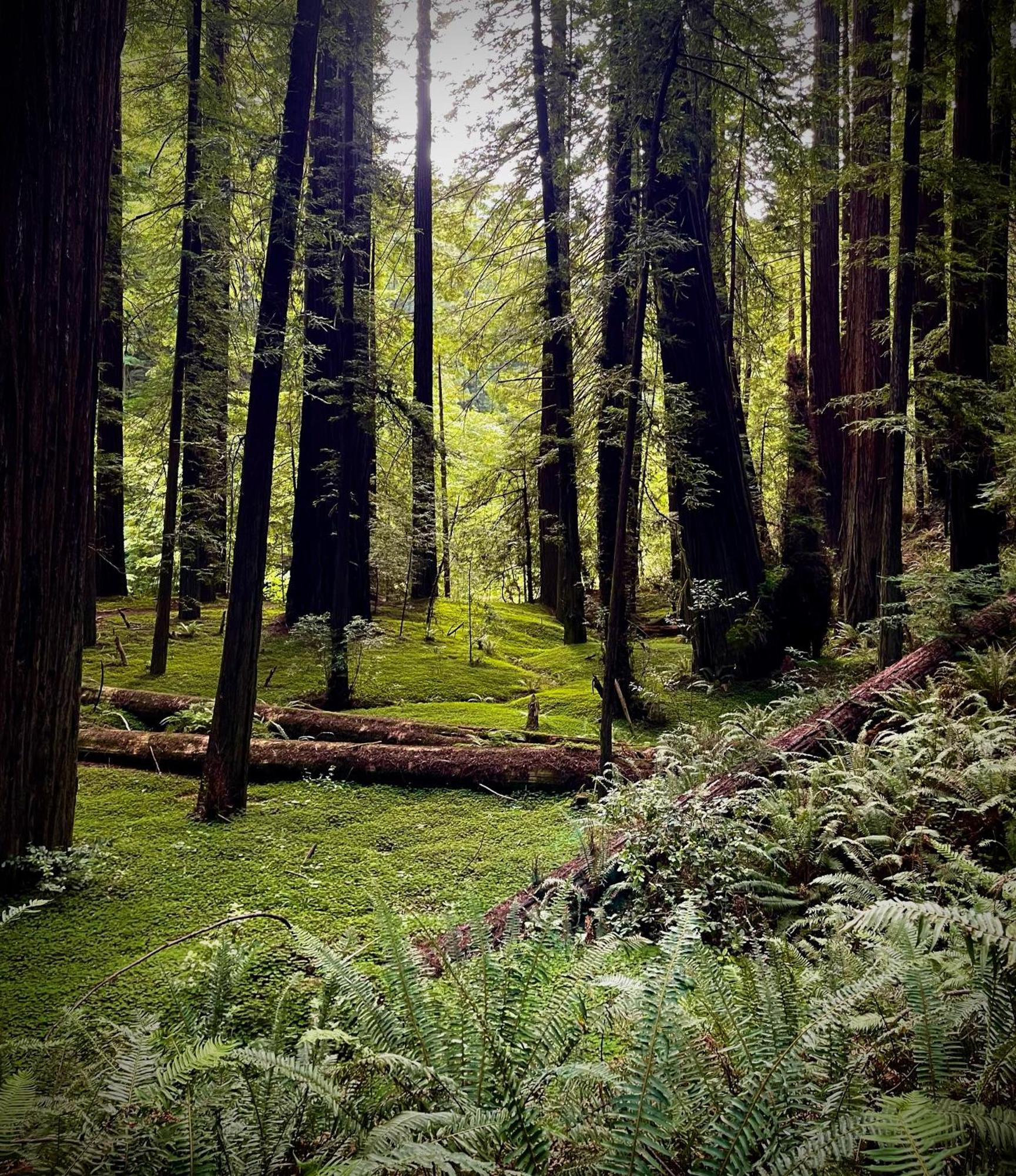 Avenue Of The Giants Caraway Cottage Miranda 外观 照片