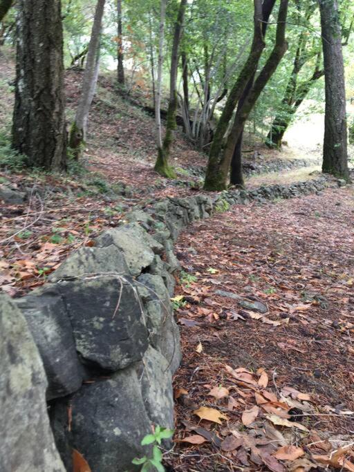 Avenue Of The Giants Caraway Cottage Miranda 外观 照片