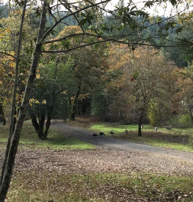 Avenue Of The Giants Caraway Cottage Miranda 外观 照片